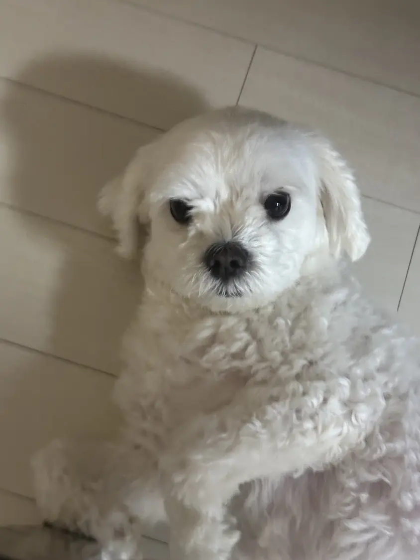 송이❄️