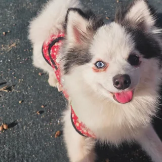 루이